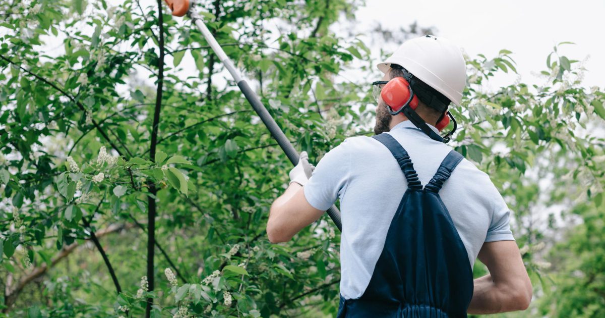 Tree Pruning North Shore | Trusted & Affordable Tree Pruning